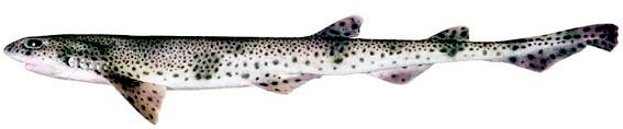 Scyliorhinus canicula_04.jpg